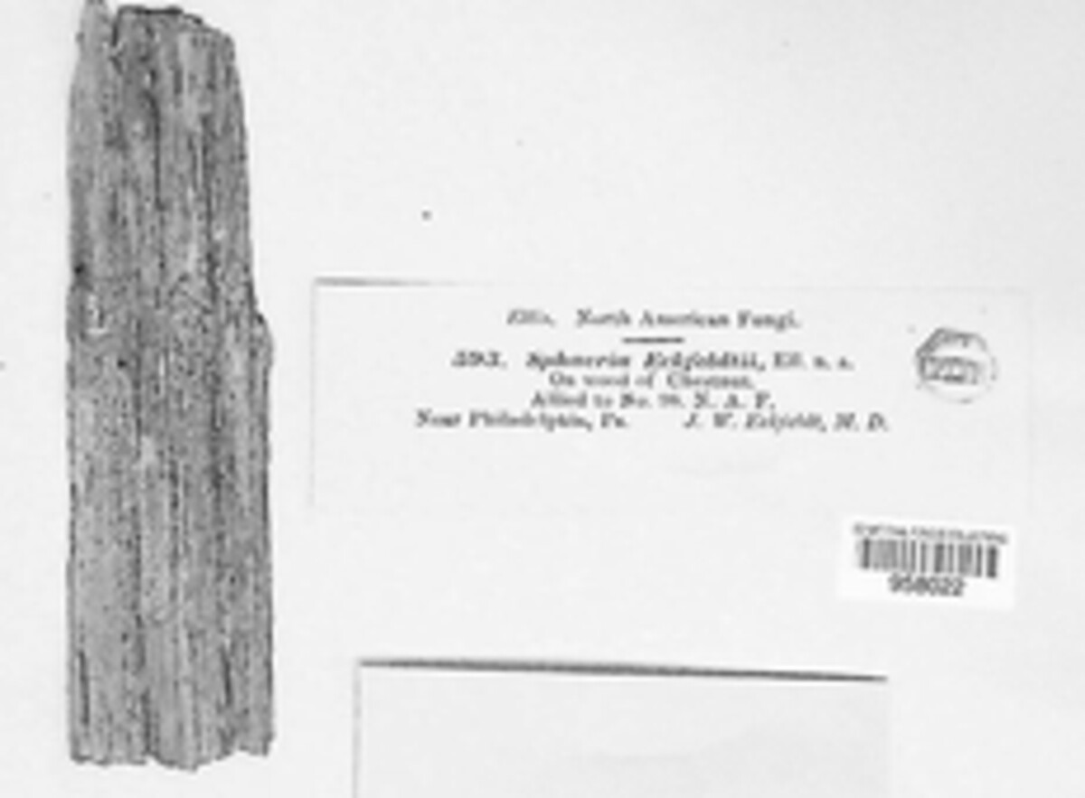 Monascostroma eckfeldtii image